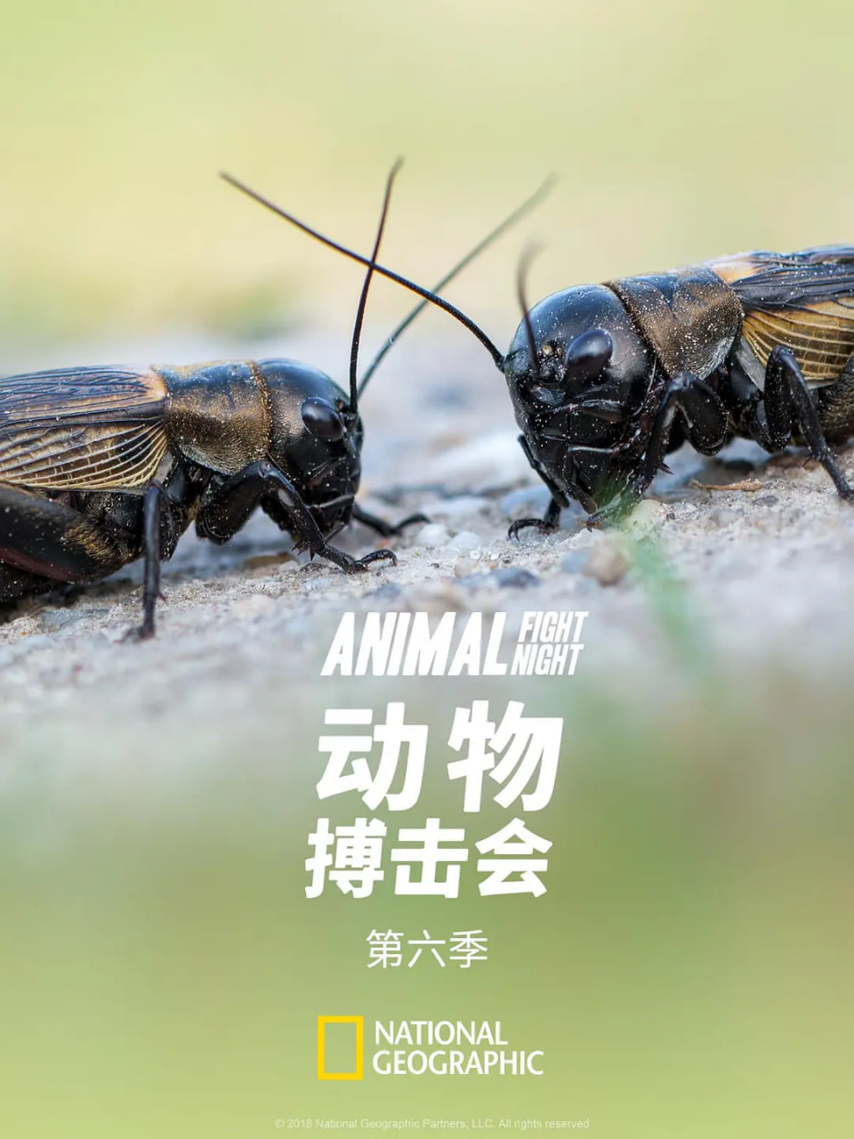 动物搏击会 第六季(全集)